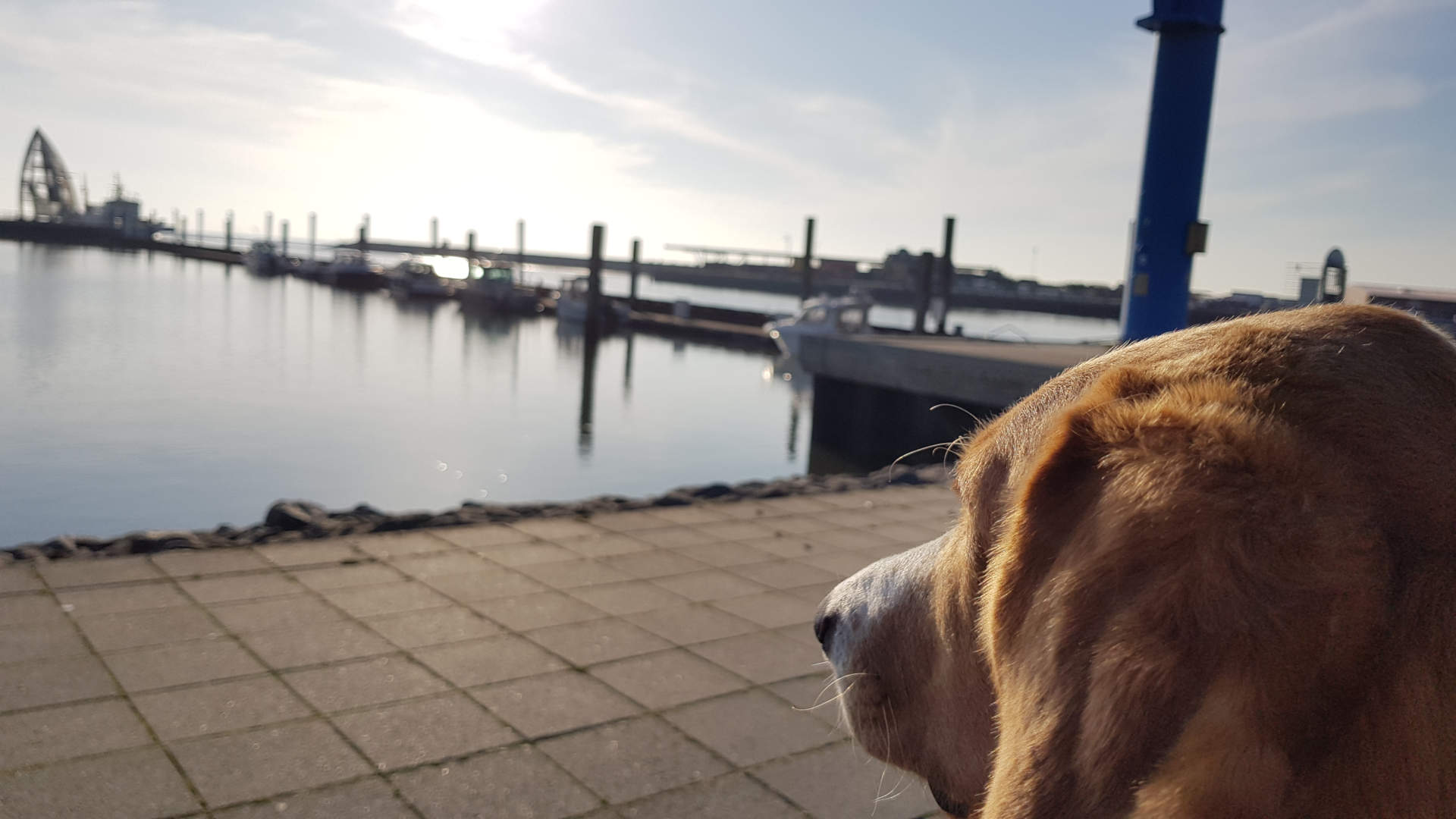 Mit Hund auf die Insel Juist