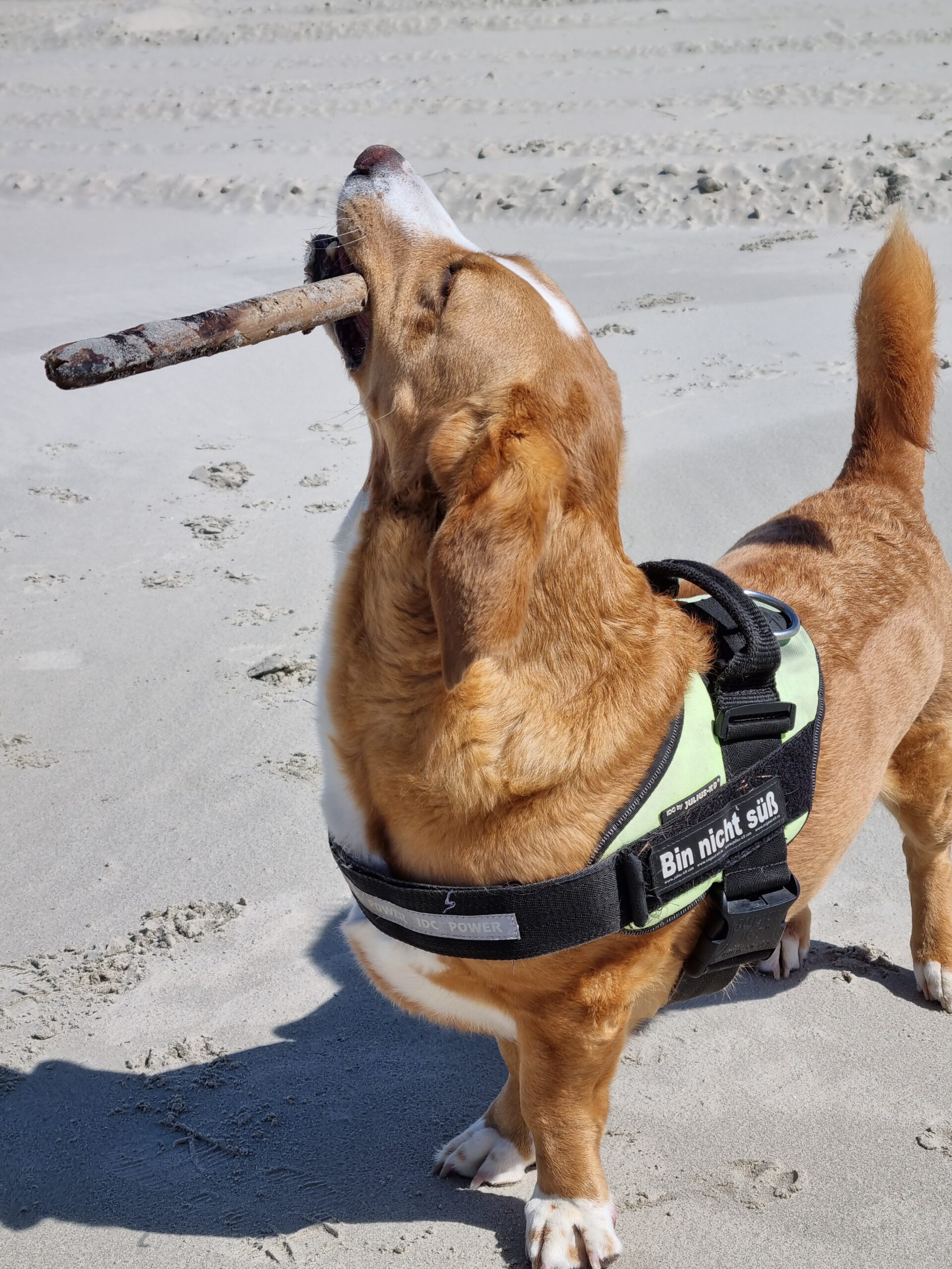 Hund am Strand der Insel Juist – Ferienwohnung von privat in der Strandburg Juist