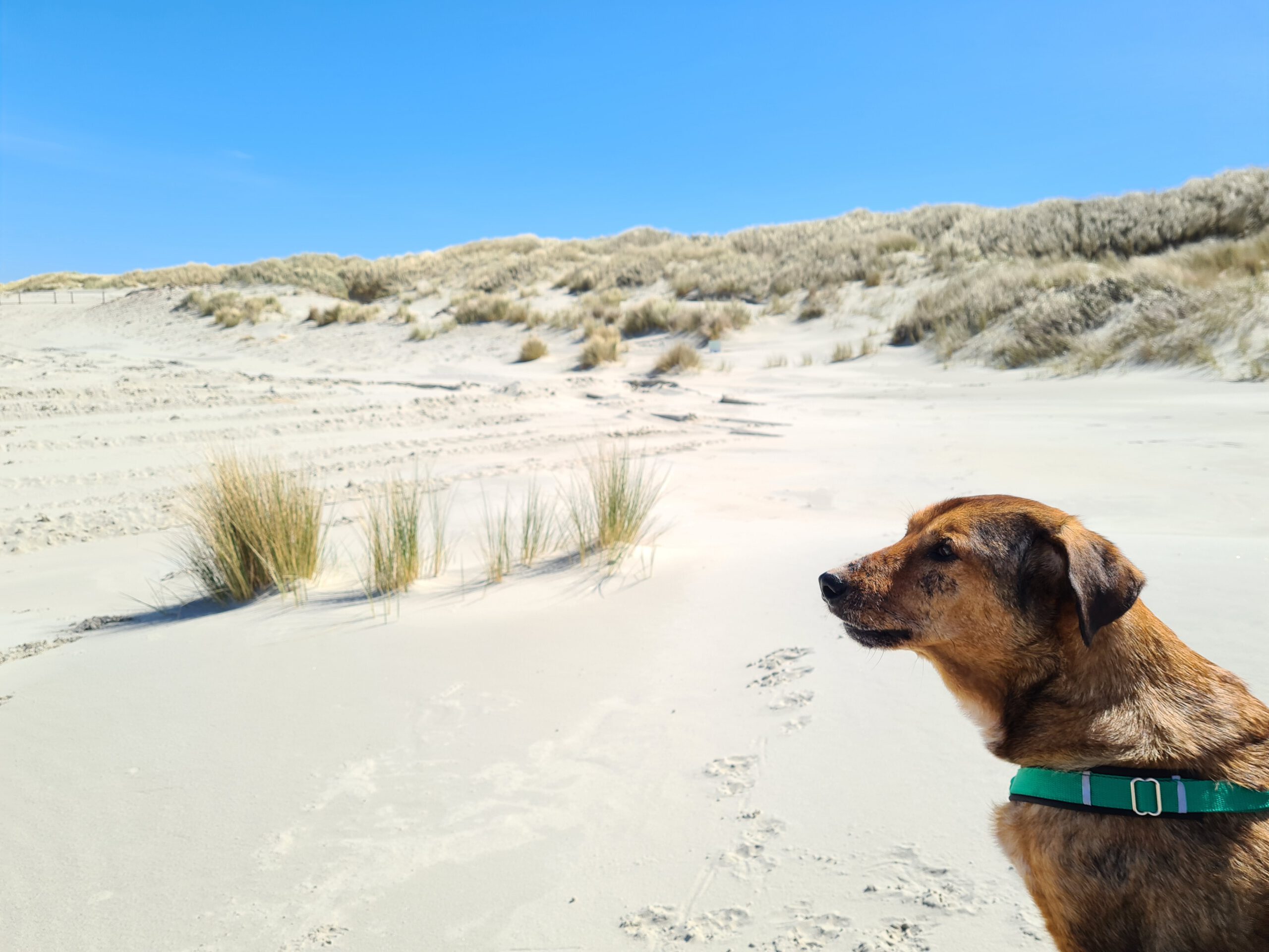 Hund auf dem Strand der Insel Juist – Ferienwohnung von privat in der Strandburg Juist
